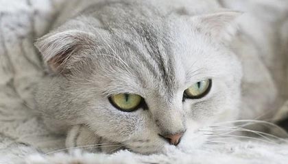 声音丨比金牌更闪亮的是人性之光|朱雨玲|多哈|陈振江|韩莹|王曼昱_新浪体育_新浪新闻