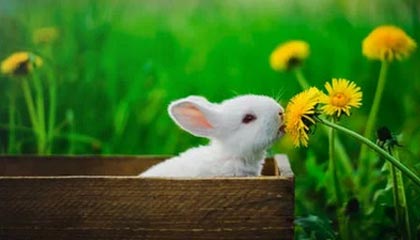 声音丨比金牌更闪亮的是人性之光|朱雨玲|多哈|陈振江|韩莹|王曼昱_新浪体育_新浪新闻